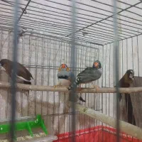 فنچ بنگالی و زبرا|پرنده|نسیمشهر, |دیوار