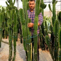 گل‌های طبیعی