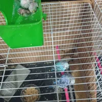 مرغ عشق همراه با سه عدد جوجه