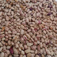 لوبیا چیتی