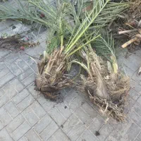 پاجوش خرما سهریج