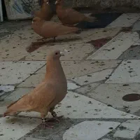 حیون جفتی و پرشی|پرنده|تربتحیدریه, رجایی|دیوار