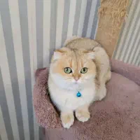 واگذاری گربه اسکاتیش گلد