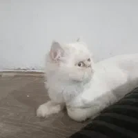 گربه پرشین چینچیلا چشم رنگی