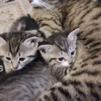 گربه واگذاری