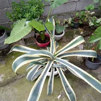 گل باباآدم