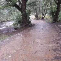 رودخانه و جنگل در همین نزدیکی|اجارهٔ کوتاه‌مدت آپارتمان و سوئیت|سیاهکل, |دیوار