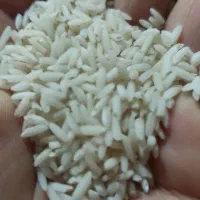 برنج محلی لاهیجان|خوردنی و آشامیدنی|لاهیجان, لیل|دیوار