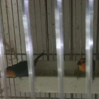 فنچ طوطی وار سر نارنجی و فنچ گلدین|پرنده|تهران, امین حضور|دیوار