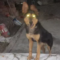 سگ ژرمن شپر نر