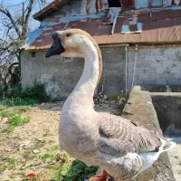 قوغاز آفریقایی