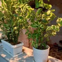 فروش گل اپارتمانی|گل و گیاه طبیعی|مینودشت, |دیوار