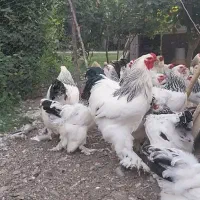 تخم مرغ نطفه دار برهما لایت مرغ و خروس|حیوانات مزرعه|مشهد, مشکینی (شهرک غرب)|دیوار