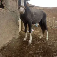 کره اسب نریان ترکمن