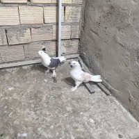 کبوتر|پرنده|قم, باجک یک|دیوار