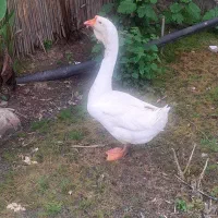 یک عدد مولد لیندا