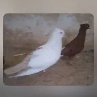 دمبی کرمی و سیاه