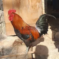 خروس محلی