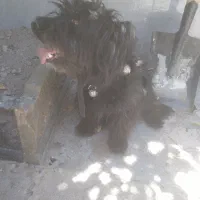گمشده سگ پاکوتا مشگی پشمالو رسولی معرفت کریم اباد