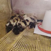 جوجه اردک خارجی و جوجه اردک بک بکی و جوجه برهما