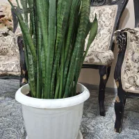 گل بلند|گل و گیاه طبیعی|ایلام, |دیوار