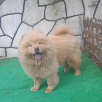 سگ چاوچاو خرسی عروسکی پشمالو