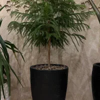 گیاه کاج مطبق (آروکایا)