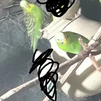 یک جفت مرغ عشق مولد