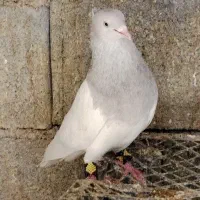 کبوتر کله و سینه ای