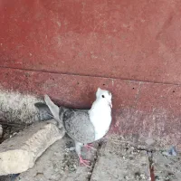 کفتر کله سفید|پرنده|قم, هفت تیر|دیوار