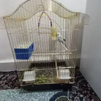 مرغ عشق