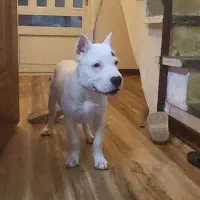 دوگو آرژانتینو|سگ|سمنان, |دیوار