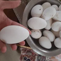 تخم غاز نطفه دار