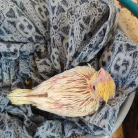 عروس هلندی سرلاکی