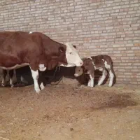 گاو سمینتال با گوساله نر|حیوانات مزرعه|چهاربرج, |دیوار