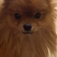 گمشده|حیوانات|شیراز, ارم|دیوار