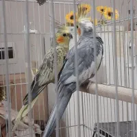 جفت عروس هلندی همراه با قفل