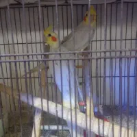 عروس هلندی لوتینو