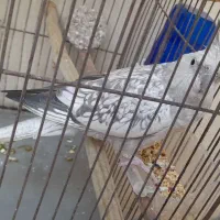 عروس هلندی
