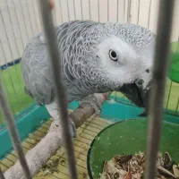 کاسکو
