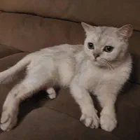 گربه اسکاتیش ۵ ساله و بریتیش ۳ ساله|گربه|تهران, تجریش|دیوار