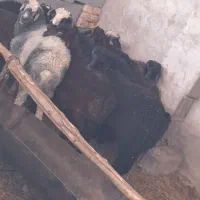 بره نرو ماده