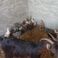 تعدادی مرغ خروس گلین