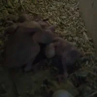 جفت طوطی ملنگو لوتینو مولد|پرنده|بندرعباس, |دیوار