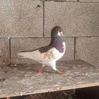 چپ قهوه ایی ویال قهوه ایی گل زرد