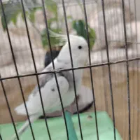 عروس هلندی وایت فیس قیمت مناسب