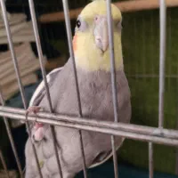 عروس هلندی نر سالم و سرحال
