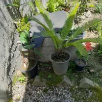 فروش تعدادی گلهای سیکاس