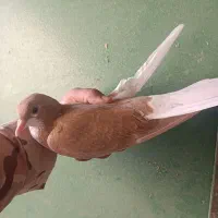 چپ زرد ماده بی عیب