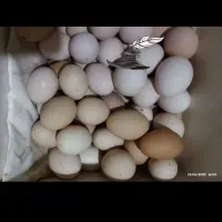 تخم مرغ محلی نطفه دار